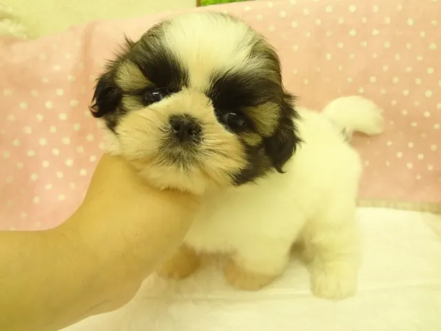 ID:1305-00834の子犬