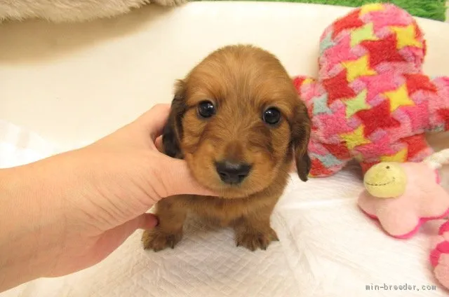 ID：2003-02479の子犬