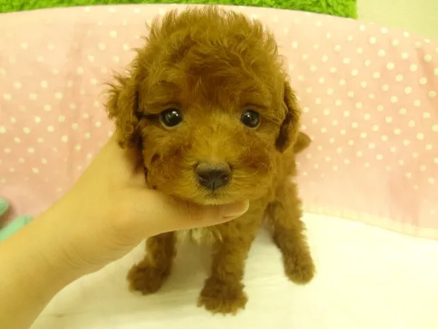ID:1305-00158の子犬