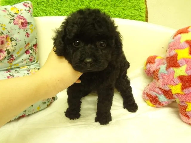 まりんば 様のお迎えした子犬