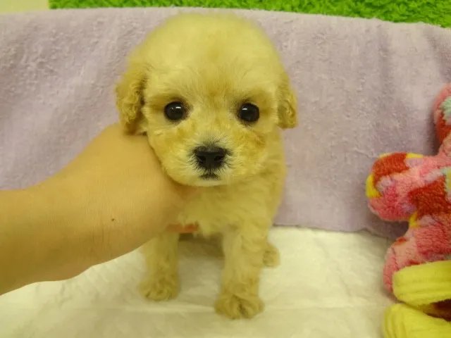 ID：1405-00763の子犬