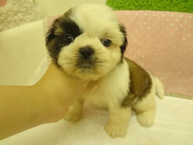 ID:1308-01128の子犬