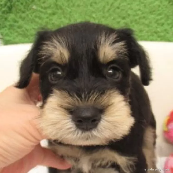 ID:2410-06152の子犬
