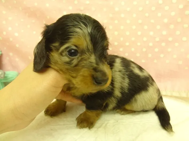 ID：1303-00614の子犬