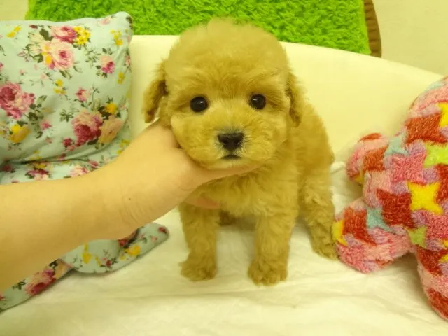 むぎ 様のお迎えした子犬