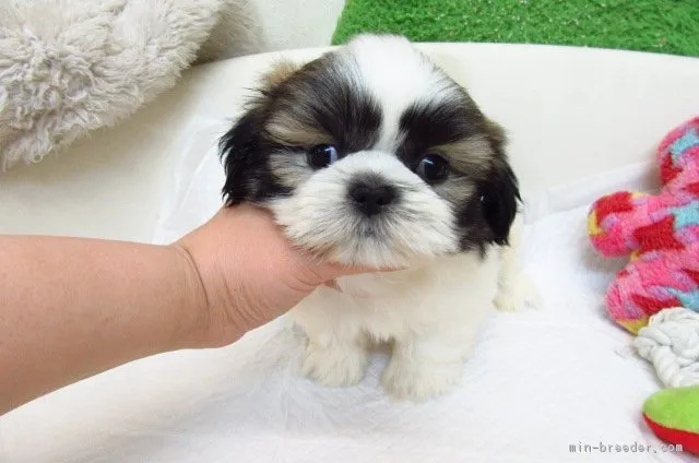 ID：1805-01583の子犬