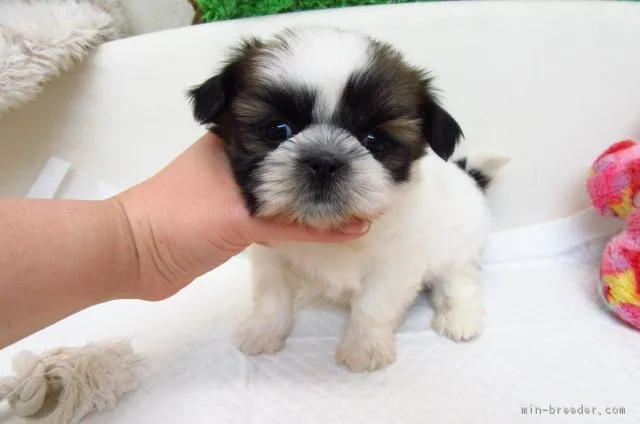 ID：1704-01188の子犬
