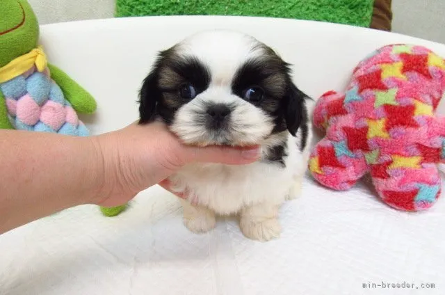 ID:1711-01415の子犬