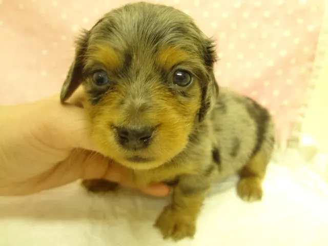 ID：1303-00612の子犬