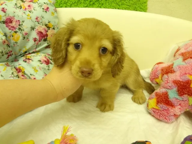 ID：1501-01385の子犬