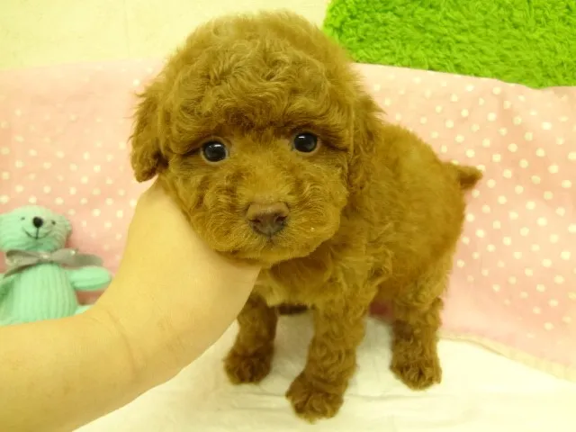 ID：1304-00002の子犬