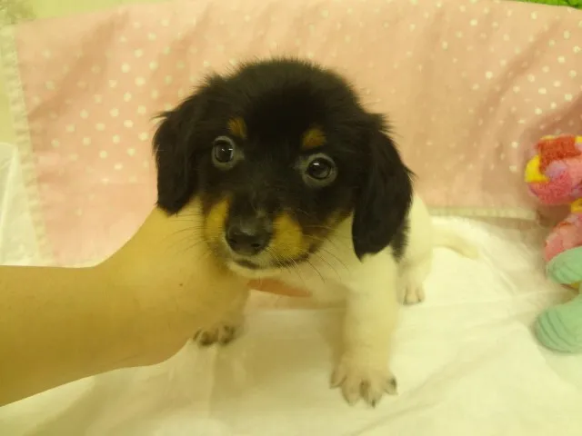 ID：1311-00365の子犬