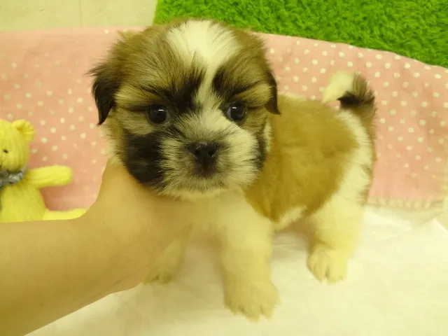ID：1304-00010の子犬