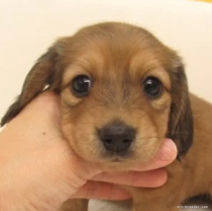 ID：2410-03143の子犬