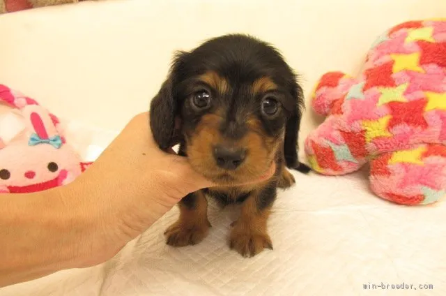 ID：2011-02287の子犬