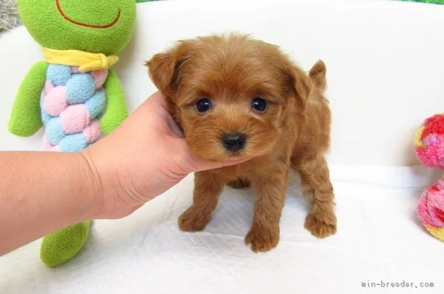 ID：1712-00295の子犬