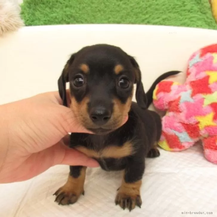 ID:2408-07179の子犬