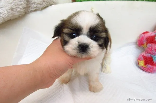 ID：1806-02819の子犬