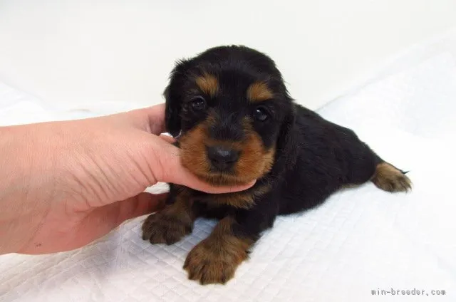 ID：1810-01429の子犬