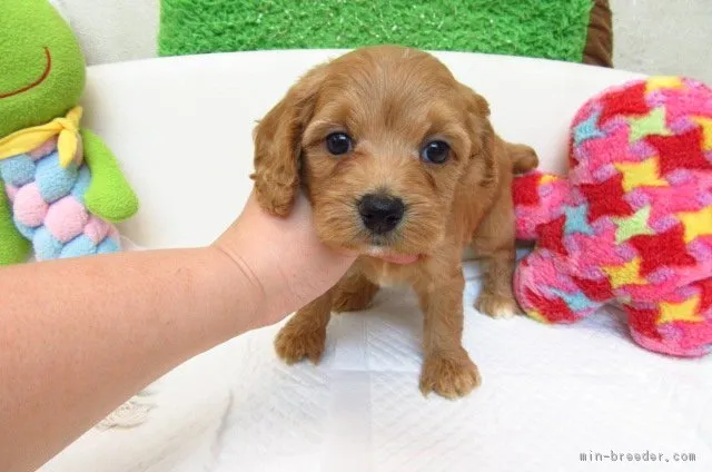 ID：1711-00634の子犬