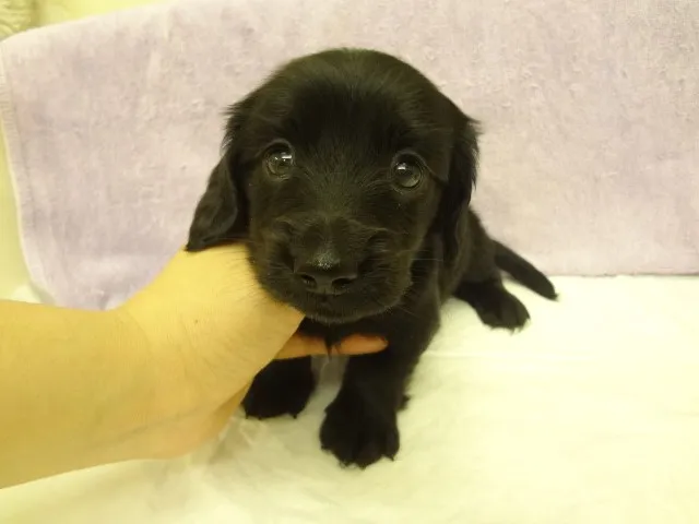ID:1312-01064の子犬