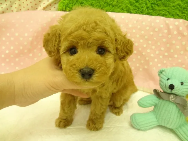 ID:1303-00381の子犬