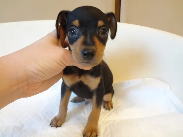 ID：1304-00539の子犬