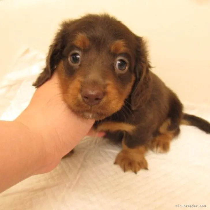 ID：2209-01915の子犬