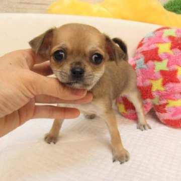 チワワ(スムース)【大阪府・女の子・2024年5月6日・レッド&ホワイト】の写真「★PRA発症しません。」