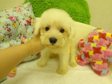 MIX(トイプードル×ミニチュアシュナウザー)【大阪府・男の子・2015年7月28日・ホワイト】の写真「可愛いシュナプーです。」