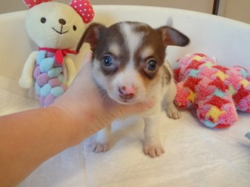 チワワ(スムース)【大阪府・男の子・2015年10月24日・チョコレート、タン&ホワイト】の写真「とても可愛い兄妹です。」