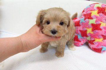 MIX(トイプードル×マルチーズ)【大阪府・男の子・2017年4月18日・アプリコット】の写真「とても可愛い兄弟です。」