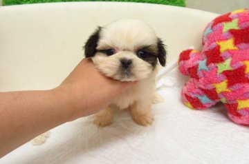 シーズー【大阪府・女の子・2016年5月10日・ホワイト&ゴールド】の写真「とても可愛い兄妹です。」