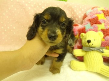 ミニチュアダックスフンド(ロング)【大阪府・女の子・2013年8月5日・シルバー&タン、ダップル】の写真「ＰＲＡ発症しません。ダップル柄が綺麗です。」