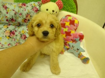 MIX(アメリカンコッカー×トイプードル)【大阪府・男の子・2015年9月7日・クリーム(バフ)】の写真「お目目クリクリの可愛い子です。」