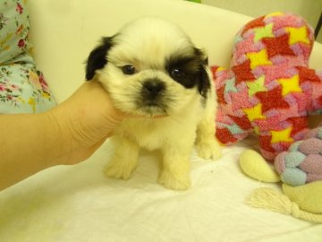 シーズー【大阪府・女の子・2015年10月28日・ホワイト&ゴールド】の写真「★父CH直仔、母CH直娘、優良血統★」