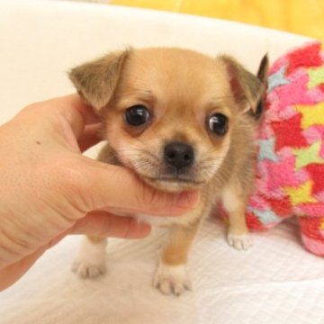 チワワ(スムース)【大阪府・男の子・2023年11月1日・レッド&ホワイト】の写真「★PRA発症しません。」