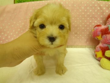 ＭＩＸ（マルチーズ×トイプードル）【大阪府・男の子・2013年7月10日・シャンパン】の写真「父：小ぶりのマルチーズ。母：小ぶりのトイプードル。」