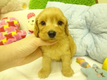 MIX(アメリカンコッカー×トイプードル)【大阪府・男の子・2015年9月7日・アプリコット(バフ)】の写真「お目目クリクリの可愛い子です。」