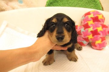 カニンヘンダックスフンド(ロング)【大阪府・男の子・2021年6月30日・ブラック&タン】の写真「ＰＲＡ発症しません」