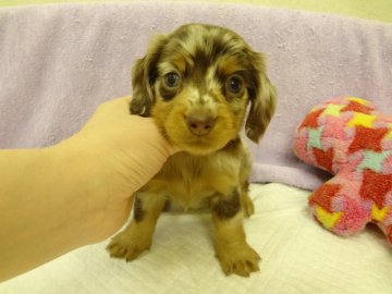 ミニチュアダックスフンド(ロング)【大阪府・女の子・2014年3月11日・チョコレート&タン、ダップル】の写真「ＰＲＡは発症しません。」