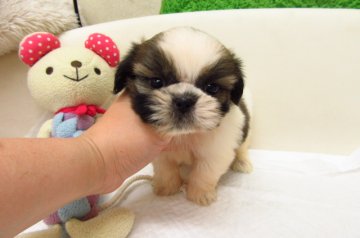 シーズー【大阪府・男の子・2016年5月10日・ホワイト&ゴールド】の写真「とても可愛い兄妹です。」