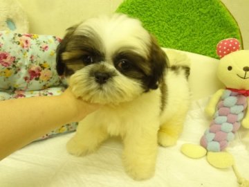 シーズー【大阪府・男の子・2015年8月28日・ホワイト&ゴールド】の写真「★父CH直仔、母CH直娘、優良血統★」