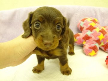 ミニチュアダックスフンド(ロング)【大阪府・女の子・2014年3月11日・チョコレート&タン】の写真「ＰＲＡは発症しません。」