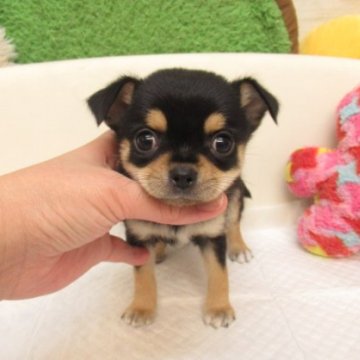 チワワ(スムース)【大阪府・男の子・2024年5月6日・ブラック&タン】の写真「★PRA発症しません。少し毛足の長いスムースコート」