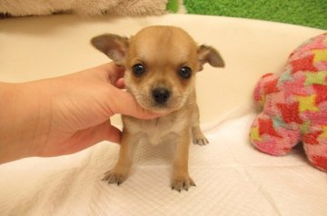 チワワ(スムース)【大阪府・男の子・2021年1月27日・レッド】の写真「★PRA発症しません」