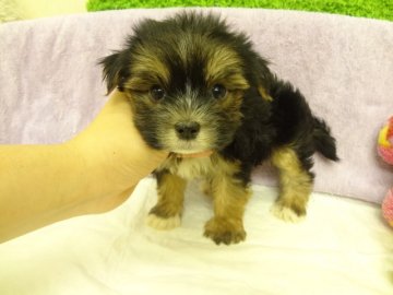 マルチーズ×ヨークシャーテリア【大阪府・男の子・2013年10月11日・ブラック、タン&ホワイト】の写真「父：マルチーズ　母：ヨークシャーテリア」