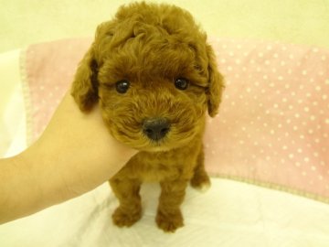 トイプードル(トイ)【大阪府・男の子・2012年12月4日・レッド】の写真「」