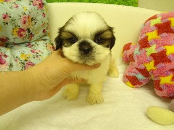 シーズー【大阪府・男の子・2015年10月28日・ホワイト&ゴールド】の写真「★父CH直仔、母CH直娘、優良血統★」
