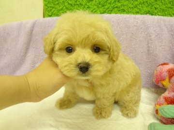 ＭＩＸ（トイプードル×マルチーズ）【大阪府・男の子・2014年5月6日・クリーム】の写真「父：トイプードル小ぶり。母：マルチーズ小ぶり。」